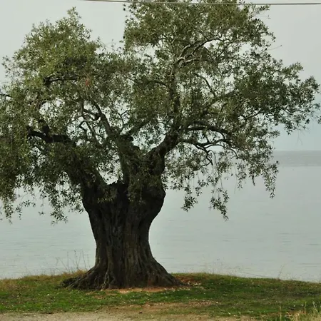 Semesterbostad Diomidi's House *