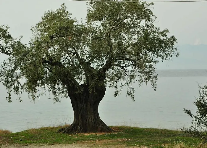 Dom wakacyjny Diomidi's House *